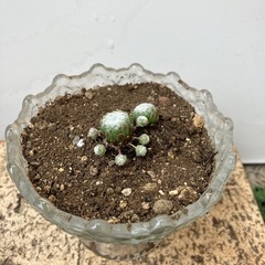 多肉植物🪴の画像