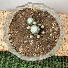 多肉植物🪴の画像