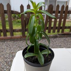 観葉植物