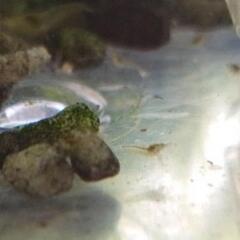 水槽セット 現在稚エビ多数 飼育中。水槽・飼育水・底砂・餌・エアー供給/濾過フィルター・用品相談OK。検索用#ミナミヌマエビ繁殖 貝・熱帯魚・メダカOK#アクアリウム#水生生物#飼育#ペットの画像