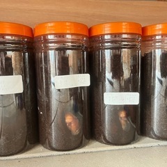 国産カブトムシ蛹ペア