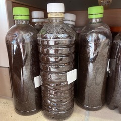 国産カブトムシ幼虫2匹