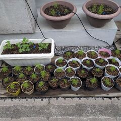 コキアの苗