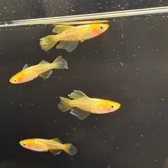 (決まりました)めだか　金華獣　2ペア+2匹