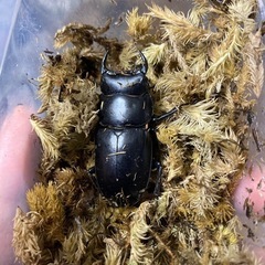 極小　アンタエウスオオクワガタ♂単