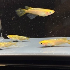(決まりました)めだか　レクリス　3ペア