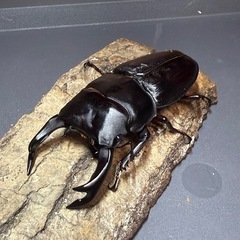 久留米オオクワガタ1♂2♀ペア