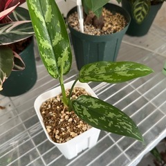 観葉植物　アグラオネマ　マリア