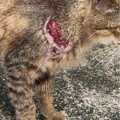 キャットケージ・トイレ譲って下さい