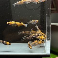 (決まりました)和墨三色20匹以上　画像の個体全部の画像
