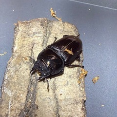 久留米産オオクワガタ　ペアの画像
