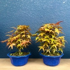 japanese maple bonsai
