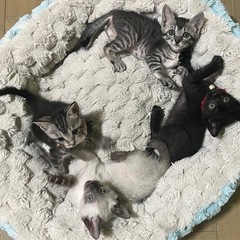 4月生まれの兄弟✦