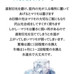 【まりも瓶】天然石と星の砂入り✩.*の画像