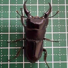 【即ブリ】本土ヒラタクワガタ♂（38.4mm）