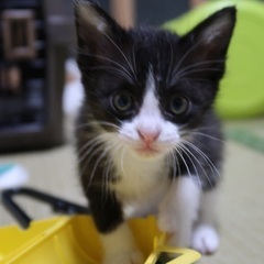 生後7週間の子猫ちゃん