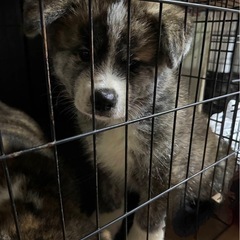 秋田犬　仔犬