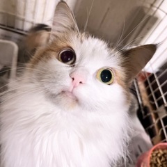ノルウェージャンの5才女の子🐱