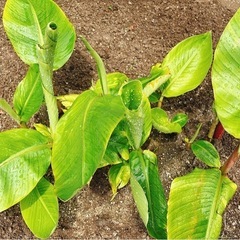 【1名様限定‼️】アケビバナナ🍌まげな（大きな）親株‼️の画像