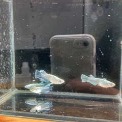 メダカ
　　めだか　　
