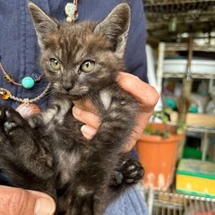生後5週目の健康な男の子　只今交渉中🙏