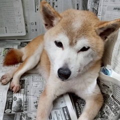 豆柴
