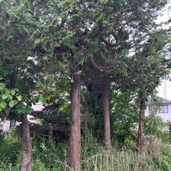 木の画像