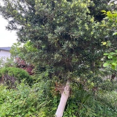 木の画像