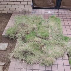 芝生