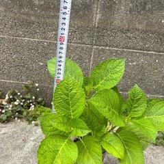 あじさい(苗)の画像