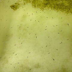 ミックスメダカ針子25-1の画像