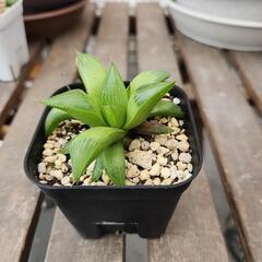 ハオルチア　レツーサ　１株
