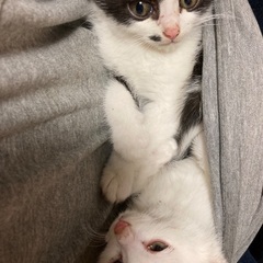 子猫2匹。どちらか1匹のみも大丈夫です。