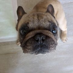 フレンチブルドッグ　
