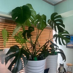 観葉 植物　大型モンステラ(初心者でも大丈夫です)の画像