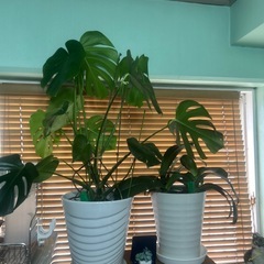 観葉 植物　大型モンステラ(初心者でも大丈夫です)の画像