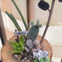 切り株　寄せ植え①の画像