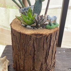 切り株　寄せ植え①の画像