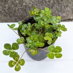 水草 ウォータークローバー 無農薬 根付き苗 めだかアクアリウム...