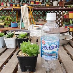 ハオルチア　雅楽殿の画像