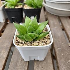 ハオルチア　オブ樹