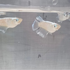 幹之メダカ　6匹セット