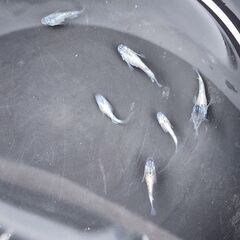 メダカ【ロイヤルブルー×コアラ】の画像