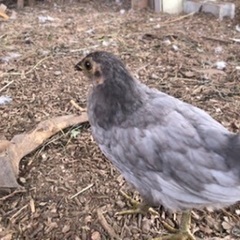 アローカナ、ブラマ、烏骨鶏の卵採り体験