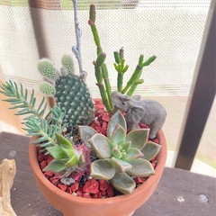 寄せ植えの画像