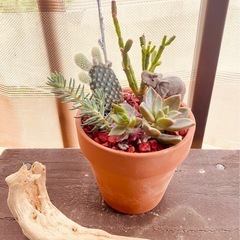 寄せ植え