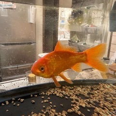 60cm 水槽セット＋金魚（大切に育ててくれる方への画像