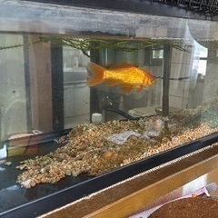 60cm水槽セット＋金魚（大切に育ててくれる方へ