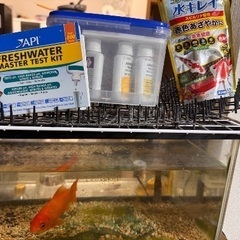 60cm 水槽セット＋金魚（大切に育ててくれる方への画像