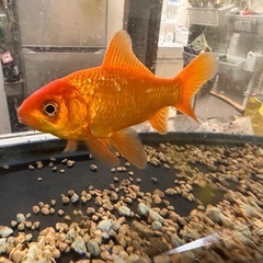 60cm 水槽セット＋金魚（大切に育ててくれる方への画像